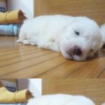 ♡<b>대두</b>,산만이,찌질이 육아일기♡3탄 !!!!