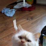 사고치면웃는개, 마징가 고양이! (사진있음!)