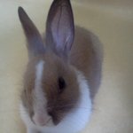 ★매력만점! <b>말썽</b>쟁이! 토끼 둥이★