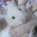 동물농장이 목표다!  (스압주의)