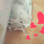 ★♩♪♬[<b>포메</b>]악기돋는우리하프~.~2탄♩♪♬★