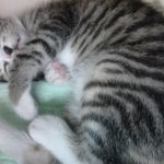 ####[야옹이판] 랑콩이구경오thㅔ여 (사진有) 222222