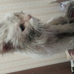 ★★★길 고양이를 데려왔어요 <b>입양</b>자 찾습니다ㅠㅠㅠㅠ제발..!!!...