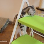 !!19판-유봉이 앙즈-사다리판!!