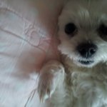 콧구뇽 <b>아지</b>^^