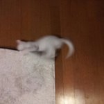 ※[모모&amp;로로2탄] 가로본능하는 고양이!!!(사진 엄청많음)※