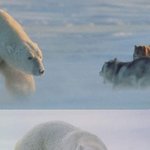 ★☆곰과 <b>개의</b> 우정- 훈훈하네요^^☆★