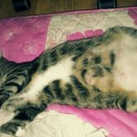 우리집냥이소개!ㅎㅎ