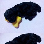 우리<b>집</b> 멍뭉이 <b>두</b>마리를 소개합니다