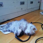 ♥ 우리집 귀요미 <b>왕자</b> ♥