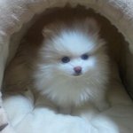 저희집 귀염둥이 <b>포메</b>!!