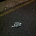 ★★★★사진有)동물애호가의 낚임류★★★★★★★