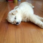 ★★★풍산개 이야기 - 달자의 봄2 ㅋㅋ★★★