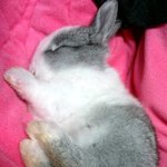 (사진,동영상有느님) 희귀템 엉뚱회색토끼 합격이를 소개합니다♬