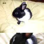 5월10일생 <b>아가</b>토끼 5마리