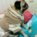 ☆★☆★☆사람같은 내 동생 춘자 이야기☆★☆★☆