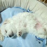 내 삶의 <b>낙</b>, 밥 아저씨같은 비숑 구름이!