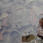 [사진수정할게요]내친구 술집에서 물먹다가 연가시 먹을뻔함 ㅡㅡ[혐오사진有<b>재석</b>]