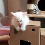 @고양이판@떡실신 두루! 귀염주의! ★