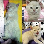 분식냥이 들~