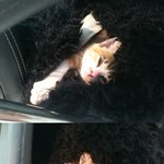 ★ 사진多/ 버려진 아기냥이 <b>둥이</b>를 소개함니닥ㅠ