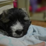 산책만나가면  '너구리' 닮았다는 소리듣는 강아지 '까미'