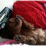 <b>수박씨</b> 발라 먹는 강아지