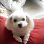 자기가 사람인줄 알고사는 <b>보리</b> 4탄!!!!!!!