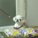 (사진有)우리집 귀염둥이 페키니즈 나나를 소개합니당!!