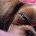 우쭈쭈 내새끼 <b>두부</b> 사진 많아용 ^0^