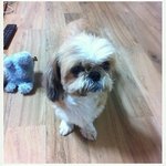 강아지(<b>시</b><b>츄</b>) 주인을 찾습니다~