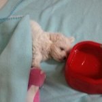 똥꼬발랄한 우리행복이:<b>d</b>