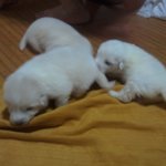 ♡<b>대두</b>,산만이,찌질이 육아일기♡4탄 !!!!