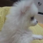 우리집 화이트<b>포</b><b>메</b>를 소개합니당!!! >.<