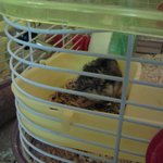 햄스터 <b>상처</b>좀 봐주세요ㅠㅠㅠ제발좀요..죽지는 않겠죠?너무 급해요...