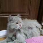 [서울시 노원구] 고양이 페르시안 친칠라의 좋은 주인을 찾습니다...