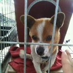 ★(사진有)<b>이</b> 유기견 <b>아가</b> 사랑으로 키워주실분 어디 <b>안</b>계신가요ㅠㅠㅠㅠ★
