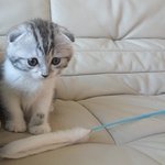 ☆★앙즈판베플약속→[냥이판]선덕여왕판★☆