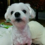 ♥♥ 앙!앙! 상큼한 개구쟁이 서지섭강아지 입니다♥♥