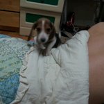 ★★★★★★지랄견(?)비.글과의 동거이야기★★★★★★