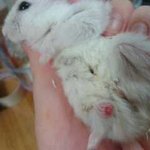 (사진有) 햄토리 다리가 심하게 꺾이고 부러졌어요 도와주세요.....