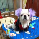 사진有★저희집 시크남 페키니즈 <b>응가</b>를 소개합니다!>,<