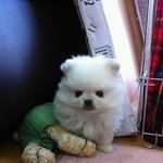 1탄★화이트포메 모모차르트선생을 소개하오★