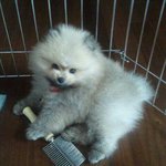 사진有) 우리집막내 포메 쫄랑이를 소개합니다