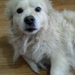 ★★사람보다이쁜내새끼뿌꾸를 소개합니당★★