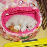 우리집 뽀<b>송이</b>를 소개합니다.