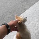 <b>사람</b>에 길들여진 길고양이,  <b>새끼</b>도 길들이고 싶은데..