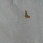 통닭에 <b>코털</b>이 ㅋㅋㅋㅋ