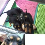 ★사진有有) 말썽王,귀염王 닥스훈트를 소개합니다★