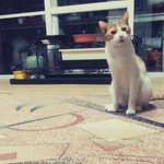 ※※ 잘생긴 꽃냥이 노랑둥이를 소개합니다 사진有 ※※